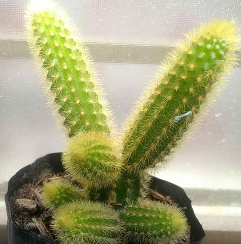 Rat Tail Cactus, Cactus Light, Cactus Care, Scale Insects, Insecticidal Soap, Rat Tail, A Rat, Cactus Plant, Liquid Fertilizer