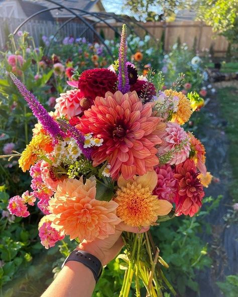 Dahlia And Peony Bouquet, Dalia Wedding Bouquet, Field Flowers Bouquet, Dahlia Flower Bouquet, Dahlia Wedding Bouquets, Dahlias Wedding, Field Flowers, Cosmos Flowers, Boquette Flowers