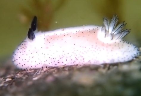 Sea Bunnies, Sea Bunny, Bunny Plates, Sea Slugs, Yellow Sea, Sea Sponge, Bun Bun, Sea Snail, Sea Slug