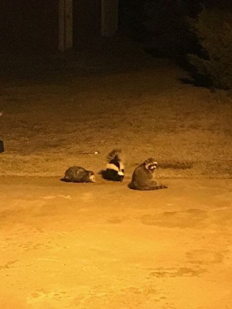 skunk opossum raccoon New Disney Movies, Meeting Of The Minds, Pet Cemetery, Evil Geniuses, Raccoon Funny, Trash Panda, Ponds Backyard, Racoon, Disney Movies