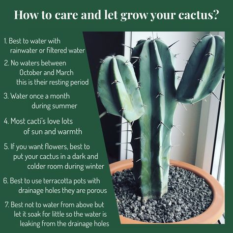 How To Take Care Of A Cactus, Growing Cactus Outdoors, Growing Cactus From Clipping, How To Take Care Of Cactus Plants, Planting Cactus In Pots, Cactus In Home, Cactus Care Tips Indoor, Cactus Indoor Plant, Big Cactus Indoor