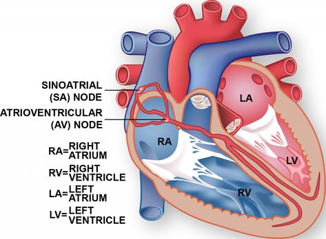 Heart Conduction, Heart System, Heart Diagram, Family Nurse Practitioner, Study Essentials, Medical School Studying, Concept Map, Heart Muscle, Future Doctor