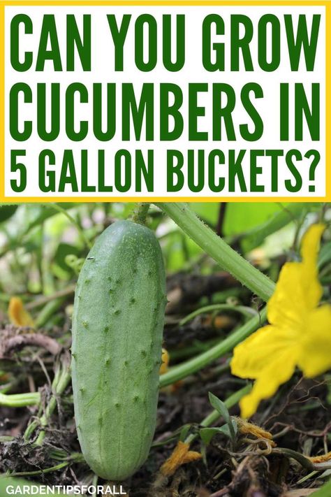 Are you wondering, can you grow cucumbers in a bucket? We reveal the answer here, plus tips for growing cucumbers in 5 gallon buckets. Grow Cucumbers Vertically, Growing Cucumbers Vertically, How To Grow Cucumbers, Grow Cucumbers, Cucumber Gardening, Growing Vegetables Indoors, Gardening For Dummies, Cucumber Canning, 5 Gallon Buckets