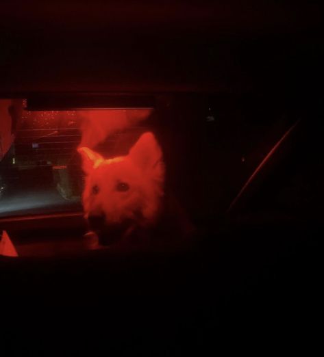 #aesthetic #dog #pets #red #car #night #nightlife #dogsofinstagram #doglovers #dogtraining Dogs Red Aesthetic, Dog Red Aesthetic, Dog In Car Aesthetic, Red Dog Aesthetic, Driving Motivation, Cherry Cuddler, Car Night, Aesthetic Dog, Inside Car