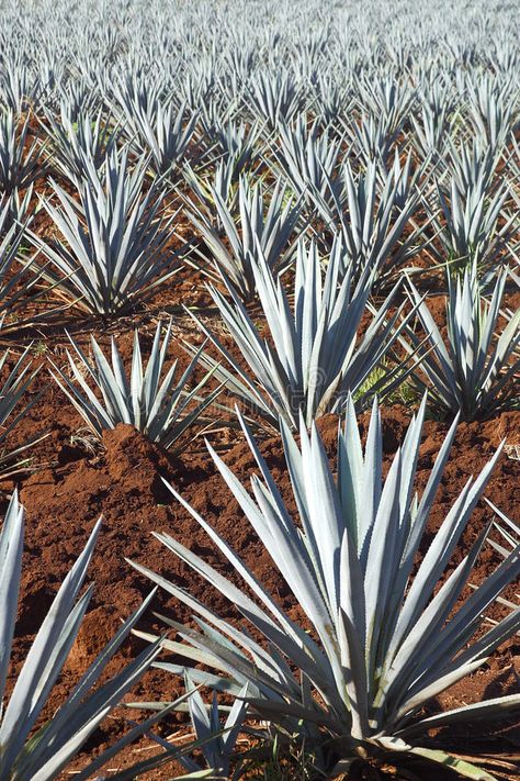 Agave plants. In Tequila, Jalisco, Mexico , #sponsored, #plants, #Agave, #Tequila, #Mexico, #Jalisco #ad Agave Field, Blue Tequila, Tequila Agave, Tequila Jalisco, Agave Plants, Mexican Home Decor, Mexican Home, Agave Plant, Agave Syrup