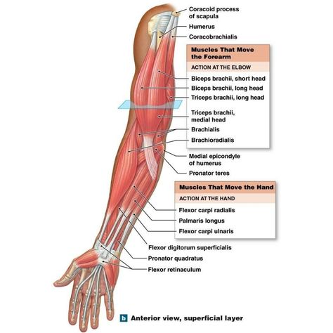 Upper Limb Muscles, Human Anatomy Picture, Human Body Muscles, Arm Anatomy, Human Muscle Anatomy, Basic Anatomy, Muscles Of The Face, Biceps Brachii, Forearm Muscles