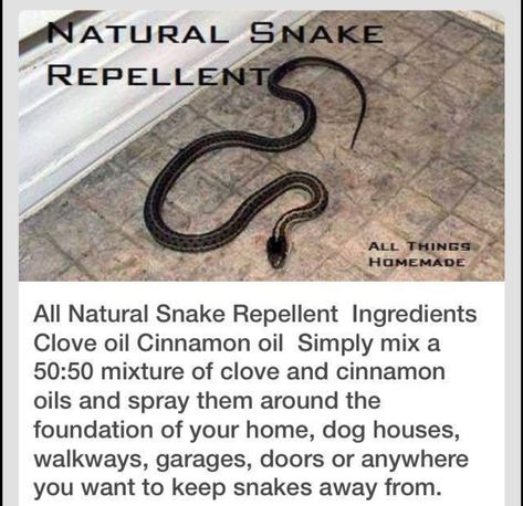 Snake Repellant Plants, Snake Repellant, Homemade Bug Repellent, Repellent Diy, Diy Bug Repellent, Bug Spray Recipe, Pest Repellent, Natural Bug Repellent, Carpet Outfits