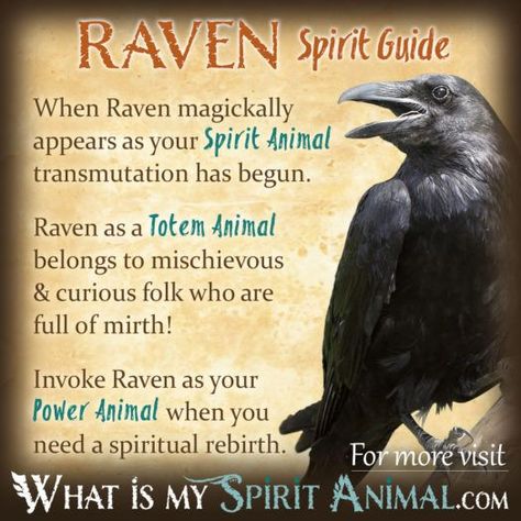 Raven Spirit Totem Power Animal Symbolism Meaning 1200x1200 Spirit Guide, A Dream, Native American