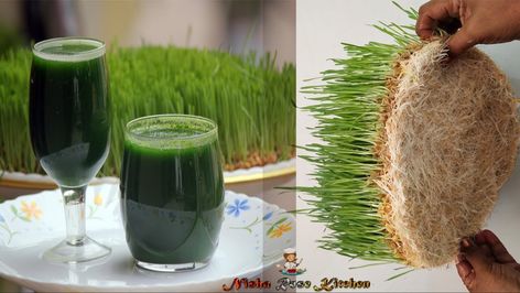 How to grow Wheat grass without Soil at Home - Nisha Rose Kitchen - YouTube How To Grow Wheat, Grow Wheat, Growing Wheat, Growing Wheat Grass, Wheat Grass Shots, Rose Kitchen, Cat Tree Designs, Guinea Pig Diy, Growing Sprouts