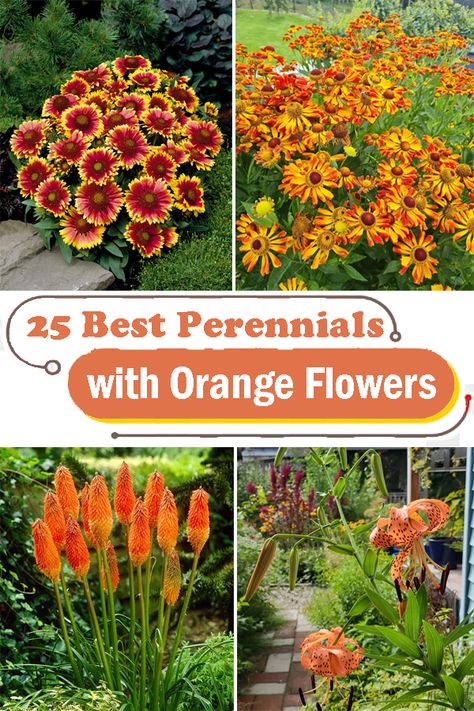 Orange Flowering Perennials, Plants With Orange Flowers, Orange Plants Outdoors, Orange Perinneals, Orange Garden Flowers, Red Yellow Orange Flower Garden, Orange Perennial Flowers, Orange Perennials, Orange Flowers Garden