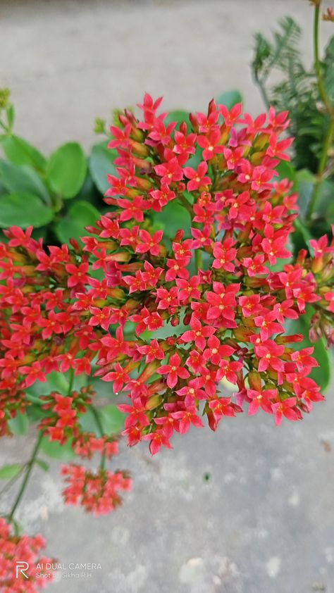 Tiny red flowers Small Red Flowers, Red Wildflowers, Water Flowers, Little Flowers, Small Flowers, Red Flowers, Wild Flowers, Flowers, Red