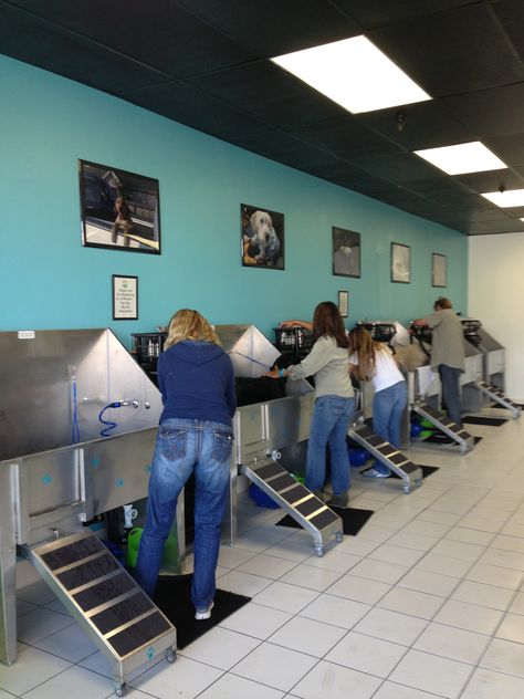 Bark Bath Self Serve Dog Wash Dog Wash Business, Dog Grooming Salon Decor, Diy Dog Wash, Dog Boarding Ideas, Dog Daycare Business, Indoor Dog Park, Dog Boarding Facility, Dog Boarding Kennels, Dog Kennel Designs