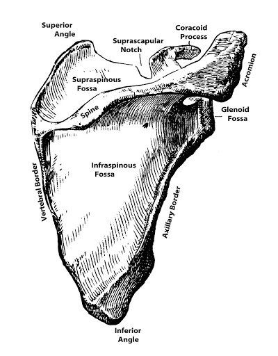 Clavicle Anatomy Drawing, Scapula Anatomy Drawing, Scapula Anatomy, Learn Medicine, Scapula Bone, Medical Artwork, Anatomy Tattoo, Physical Therapy Student, Body Bones