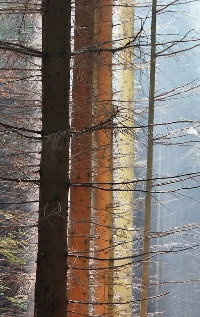 The Common Thread 자작나무 그림, Trees In The Forest, Tall Trees, Tree Hugger, Foto Art, Tree Forest, Pics Art, Beautiful Tree, In The Forest