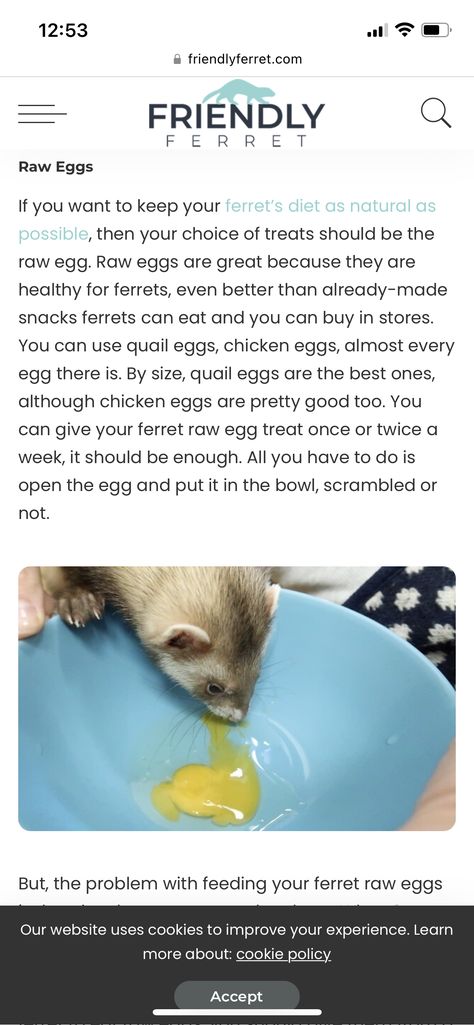 Ferret Enrichment Diy, Ferret Essentials, Ferret Tips, Ferret Enclosure, Ferret Diet, Ferret Care, Ferret Stuff, Ferrets Care, Pet Rodents