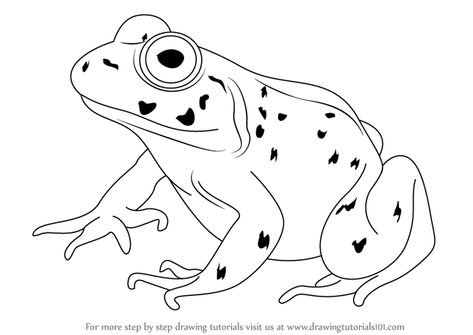 Learn How to Draw an American Bullfrog (Amphibians) Step by Step : Drawing Tutorials Amphibian Drawing, Amphibians Drawing, Standing Frog Drawing, Bull Frog Drawing, Tree Frog Drawing Easy, Tree Frog Drawing Sketches, Arm Drawing, Pet Frogs, Frog Coloring Pages