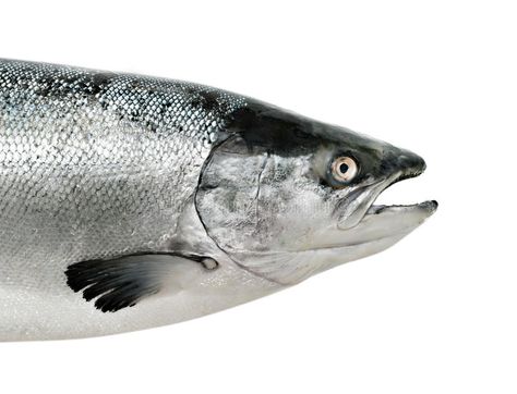 Salmon fish close up isolated. On white , #spon, #fish, #Salmon, #close, #white, #isolated #ad Colonial Modern, Photos Of Fish, Atlantic Salmon, Salmon Fish, Vector Graphics Design, High Resolution Picture, Tropical Fish, Painting Projects, Dinner Table