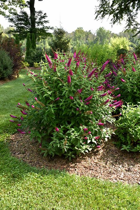 Butterfly Bush Landscaping, Privacy Garden, Flower Species, Flower Trees, Mailbox Landscaping, Bush Garden, Tattoo Plant, Diy Garden Fountains, Garden Shrubs