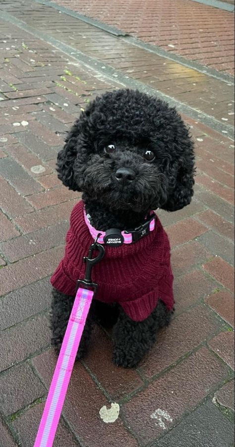 Mini Black Poodle, Miniature Poodle Haircuts, Black Miniature Poodle, Black Poodle Puppy, Poodle Puppy Black, Miniature Poodle Black, Black Toy Poodle, Toy Poodle Haircut, Poodle Black