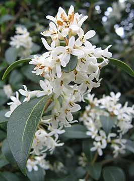 photo Monrovia Plants Burkwoods Osmanthus Dog Friendly Plant Osmanthus Burkwoodii, Shady Courtyard, Dog Safe Plants, Dog Friendly Plants, Dog Friendly Garden, Photinia Red Robin, Monrovia Plants, Dog Urine, Dog Yard