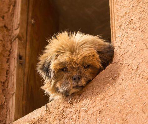 An homage to the small monkey-like face of the Affenpinscher, also often referred to as a Zwergaffenpinscher or dwarf pinscher, the Affenpinscher’s name is derived from the German term “Affe,” which means monkey. Known in France as the Diabletin Moustache, the Affenpinscher is recognized as the Diabletin Moustache because of its mustache. While tiny dogs were employed to keep vermin out of houses and markets across Europe in the 1700s, the Affenpinscher was bred to be even shor