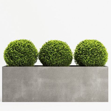 Boxwood Topiary Three Balls