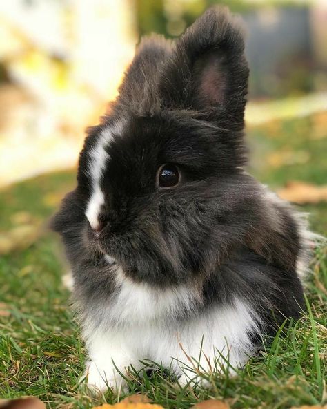 Bunny Lionhead, Lionhead Bunny, Cutest Bunny Ever, Lionhead Rabbit, Pet Bunny Rabbits, Bunny Cages, Bunny Mom, Cute Bunny Pictures, Love Bunnies