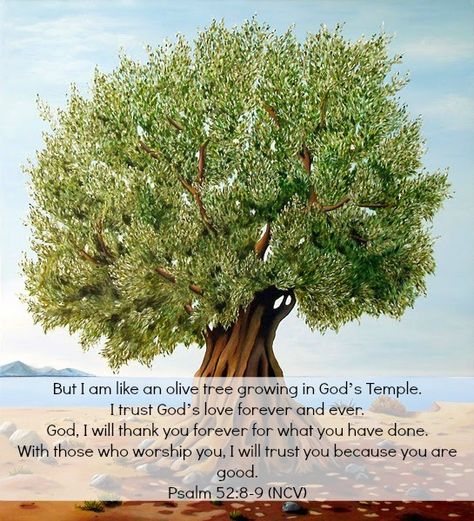 But I am like an olive tree growing in God’s Temple. I trust God’s love forever and ever. God, I will thank you forever for what you have done. With those who worship you, I will trust you because you are good. Psalm 52:8-9 (NCV) Growing In God, Tree Bible Verse, Psalm 52, I Trust God, Tattoo Tree, Tree Growing, Spiritual Warrior, Angel Prayers, Book Of Psalms