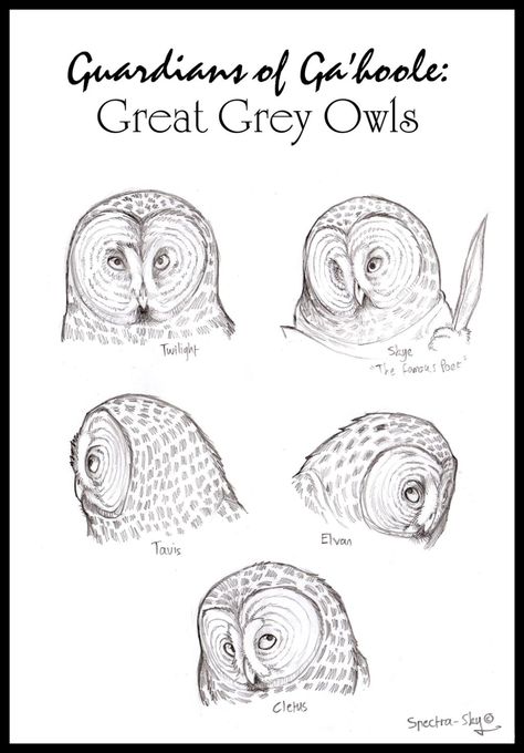 Drawing Birds Easy, Snow Owls, Guardians Of Ga'hoole, Elf Owl, Drawing Birds, Snowy Owls, Male Elf, Legend Of The Guardians, Owl Drawing