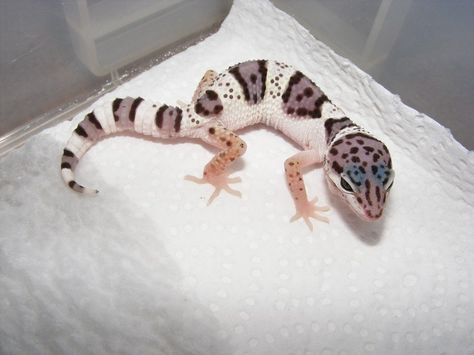 Super Mack Snow Leopard Geckos My favourite type :) Mack Snow Leopard Gecko, Leopard Gecko Cute, Leopard Gecko Morphs, Cute Gecko, Cute Lizard, Leopard Geckos, Reptile Room, Pet Guinea Pigs, Reptile Cage