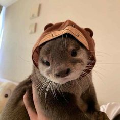 Otters Cute, Cutee Animals, Cute Ferrets, Cute Animals Puppies, Baby Animals Pictures, Haiwan Peliharaan, Super Cute Animals, Pretty Animals, Cute Animals Images