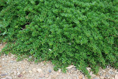 Myoporum Pink Evergreen Groundcover, California Plants, Australian Native Garden, Sustainable Landscaping, Australian Plants, Australian Native Plants, Front Landscaping, Plant Images, Spring Plants