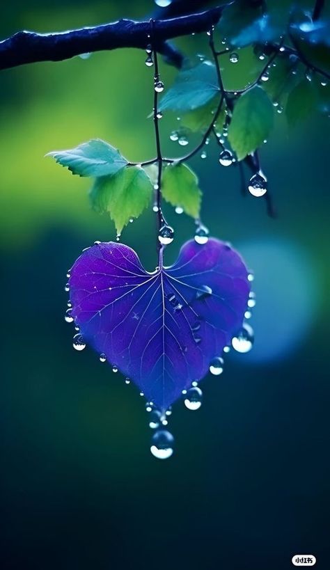 Heart In Nature, Halloween Wallpapers, Best Nature Wallpapers, Iphone Wallpaper Hd Nature, Image Nature, Lovely Flowers Wallpaper, Cute Flower Wallpapers, Wallpaper Nature Flowers, Airbrush Art