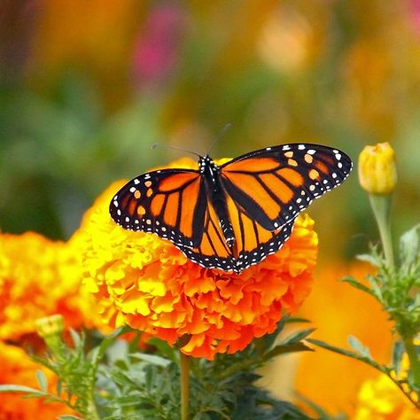 Monarch Butterfly 9560 Monarch Butterfly Aesthetic, Butterfly Monarch, Orange Marigold, Beautiful Butterfly Photography, Monarch Butterflies, Butterfly House, Orange Butterfly, Butterfly Pictures, Ad Art