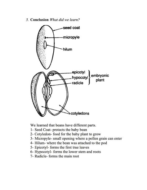 Adventures of the Kotlii: Classical Conversations Cycle 1 Week 1 Science and Art Cc Cycle 2 Week 6 Art, Cc Cycle 1 Week 1, Cycle 2 Classical Conversations, Classical Conversations Cycle 1 Foundations, Classical Conversations Cycle 1, Cc Cycle 3, Art Science, Cycle 3, Classical Conversations