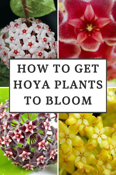 how-to-get-hoya-plants-to-bloom Growing Mint, Hoya Plant, Jungle Gardens, Beautiful Flowers Garden, House Plants Indoor, Sweet Fragrances, Plant Collection, Plant Needs, Growing Flowers