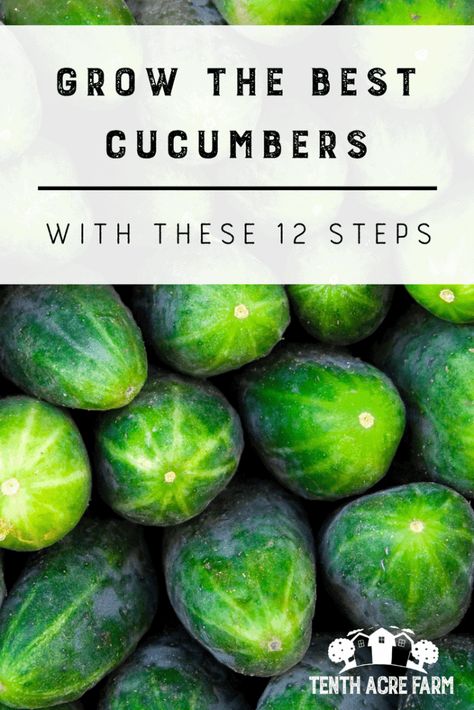 Growing Cucumbers Vertically, Growing Melons, Cucumber Gardening, Cucumber Canning, Cucumber Plant, Growing Cucumbers, Permaculture Gardening, Organic Soil, Organic Gardening Tips