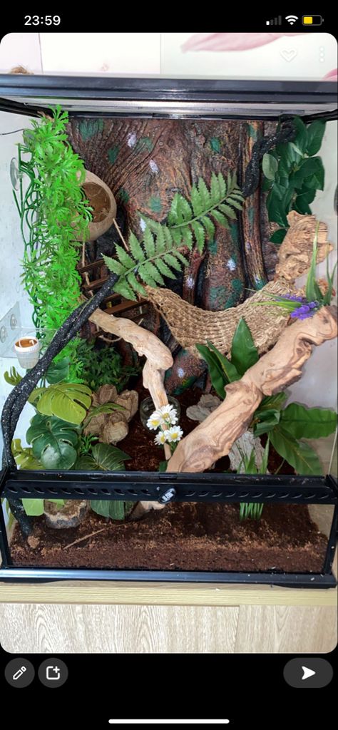 Gargoyle Gecko Terrarium, Gecko Terrarium Diy, Gecko Terrarium Ideas, Reptile Terrarium Ideas, Leapord Gecko Habitat Ideas, Frog Terrarium Ideas, Crested Gecko Terrarium Ideas, Leopard Gecko Terrarium Ideas, Crested Gecko Tank