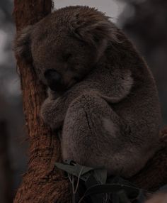 Baby Koala Aesthetic, Koala Bear Aesthetic, Koala Aesthetic, Cute Koala Bear, If I Was A, Baby Koala, Paws And Claws, Cute Animal Photos