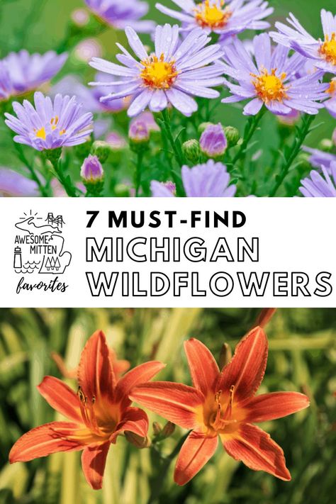 Michigan Wildflowers Native Plants, Michigan Garden Ideas, Michigan Landscaping Ideas, Michigan Wildflowers, Michigan Landscaping, Michigan Garden, Michigan Gardening, Michigan Travel Destinations, Fall In Michigan