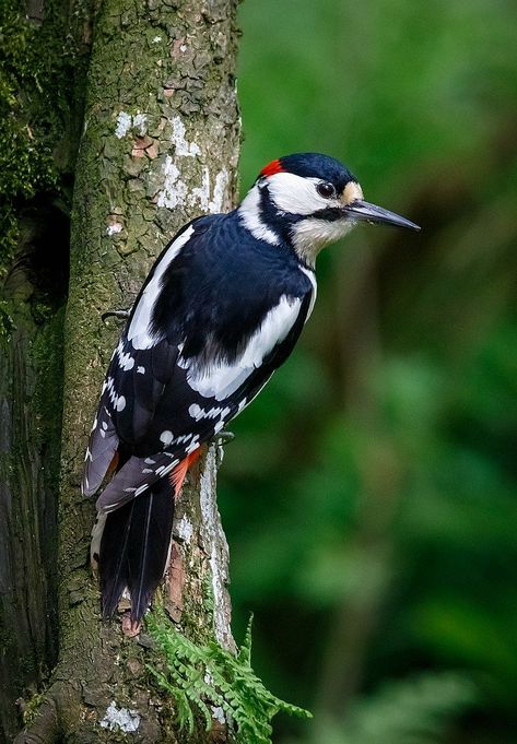 Great Spotted Woodpecker (Dendrocopos major) Europe, Asia Great Spotted Woodpecker, Green Woodpecker, Spotted Woodpecker, Northern Flicker, Downy Woodpecker, Climb Trees, Woodpeckers, Tree Trunks, Bird Species