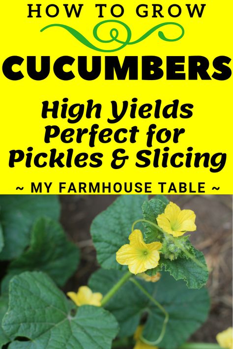 How to Grow Cucumbers - My Farmhouse Table Grow Cucumbers Vertically, Growing Cucumbers Vertically, How To Grow Cucumbers, Heirloom Garden, Grow Cucumbers, Cabbage Seeds, Garden Therapy, Garden Catalogs, Cucumbers And Onions