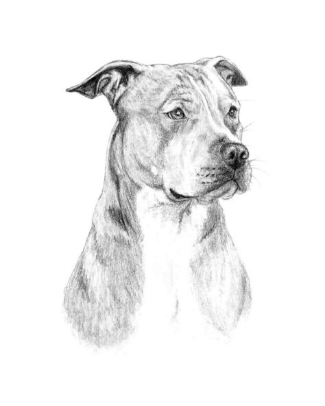 Pitbull Sketch, Pitbull Drawing, Bull Boxer, Dog Sketch, Pitbull Mix, Drawing Easy, Boxer Dogs, Wild Animals, Wood Burning