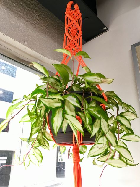 Paracord Macrame Plant Hanger Paracord Macrame Plant Hanger, Clove Hitch Knot, Square Knot, Office Plants, 550 Paracord, Macrame Plant, Paracord, Macrame Plant Hanger, Plant Hanger