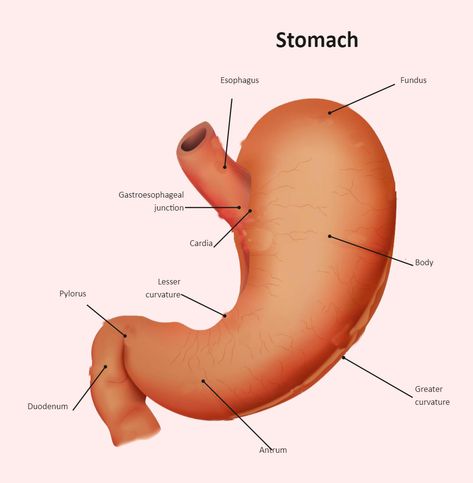 Stomach Diagram Labeled Stomach Diagram, Science Diagram, Digestive System Anatomy, Diagram Ideas, Science Diagrams, Lower Stomach, Kids Labels, Paper Illustration, Self Assessment