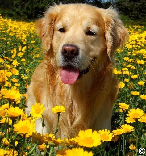 Yellow on Instagram: “Consider your feeds blessed😍🌻💛 > Comment a @yellow emoji🌼” Golden Retriever Dog Aesthetic, Golden Dog Aesthetic, Golden Astethic, Golden Retriever Boy Aesthetic, Golden Retriever Puppy Aesthetic, Dog Moodboard, Golden Retriever Boy, Golden Retriever Aesthetic, Golden Retriever Yellow