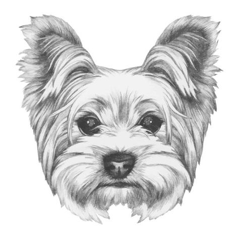 978 Yorkshire Terrier Illustrations & Clip Art - iStock Yorkie Painting, Yorkie Art, Dog Pencil Drawing, Funny Sketches, Digital Design Trends, Yorkie Terrier, Yorkshire Terriers, Terrier Puppy, Drawn Illustration