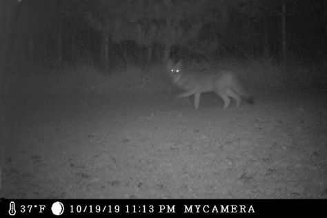 Is it a wild dog, a belligerent fox or a soprano-voiced coyote? Outdoors columnist employs trail camera but can't quite pinpoint source of sound Trail Cam, Wild Dog, Trail Camera, Wild Dogs, Losing A Dog, Dog Quotes, In The Wild, Dog Owners, The Wild