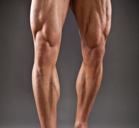 Legs Reference, Human Muscular System, Leg Reference, Cycling Legs, Leg Anatomy, Best Shoulder Workout, Best Leg Workout, Muscular Legs, Muscular System