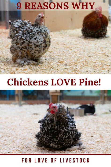 Pine Shavings In Chicken Coop, Chicken Coop Flooring Bedding, Chicken Coop Bedding Ideas, Chicken Bedding Ideas, Chicken Coop Hacks, Pine Bedding, Chicken Coop Floor, Building Chicken Coop, Chicken Coop Bedding